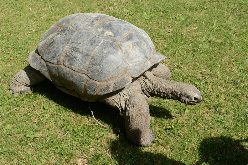 Giant Tortoise2.JPG